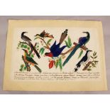 Austrian School early 19th Century, exotic birds, black ink with watercolour on paper, two