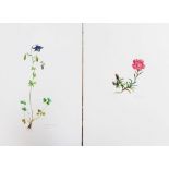A. Loth, two flowers, two lithographs on paper.40 x 30 cmDieses Los wird in einer online-Auktion
