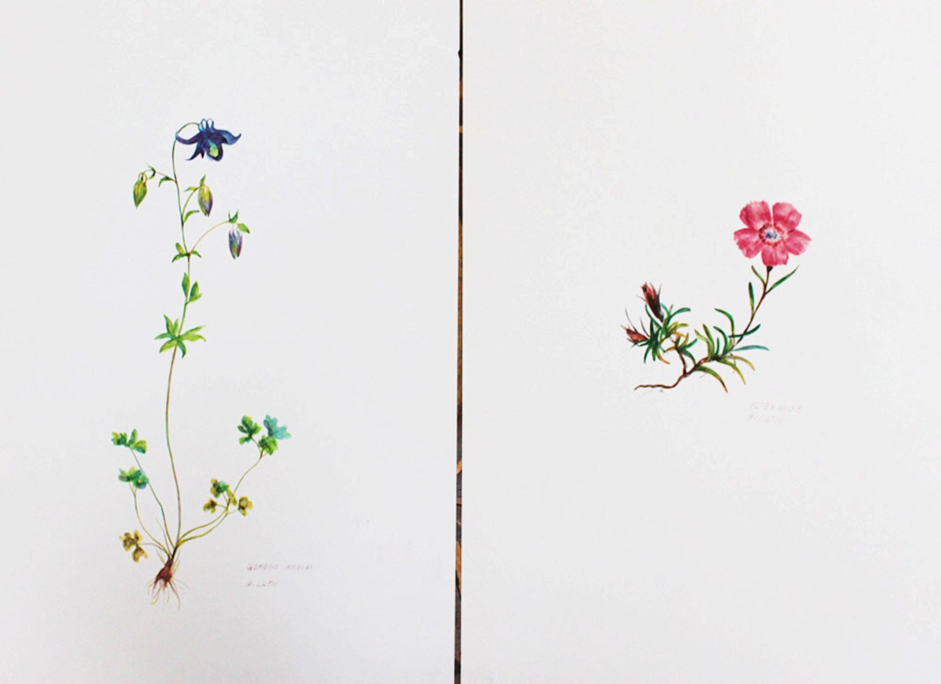 A. Loth, two flowers, two lithographs on paper.40 x 30 cmDieses Los wird in einer online-Auktion