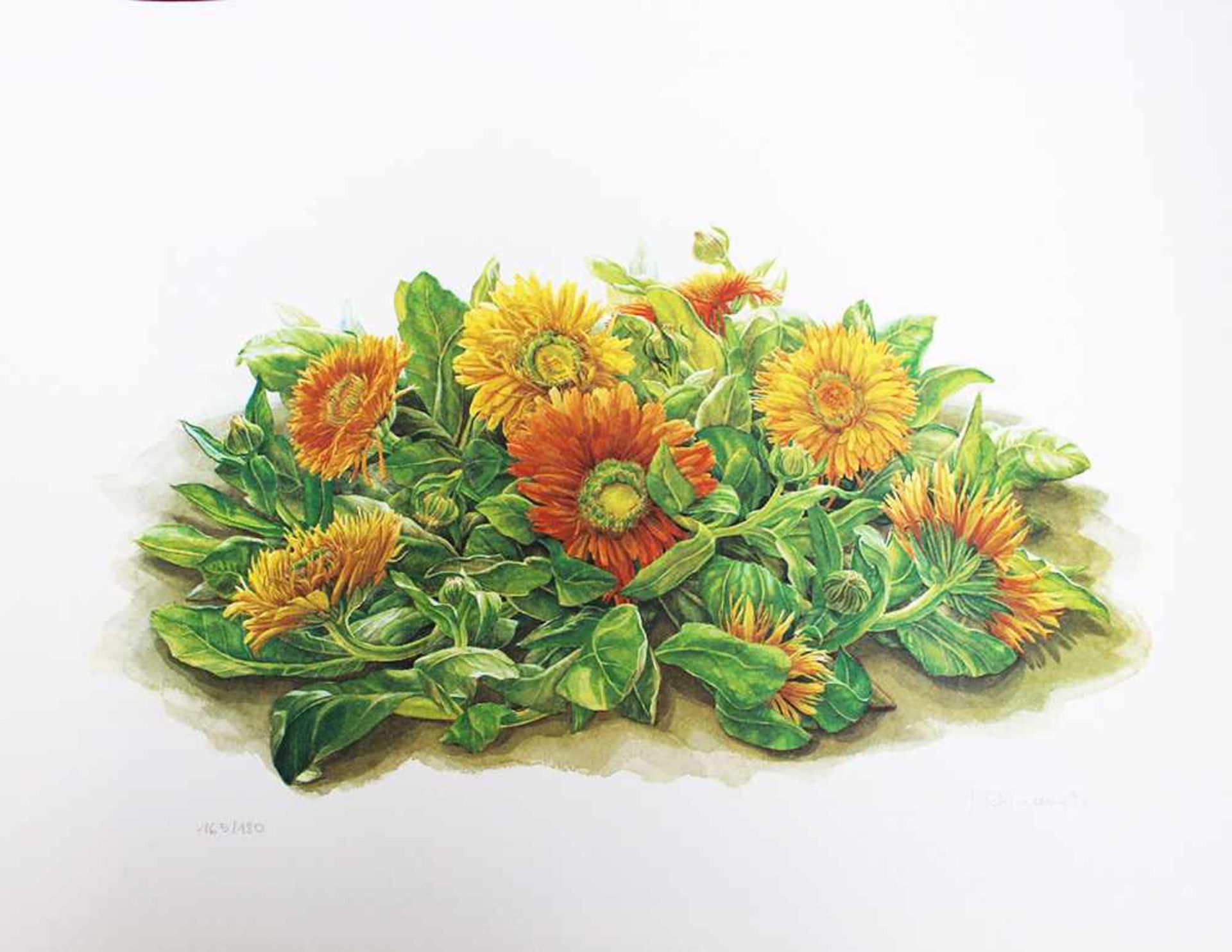 Judith Schimany (1955 born), Flowers, colour lithograph on paper.50 x 70 cmDieses Los wird in