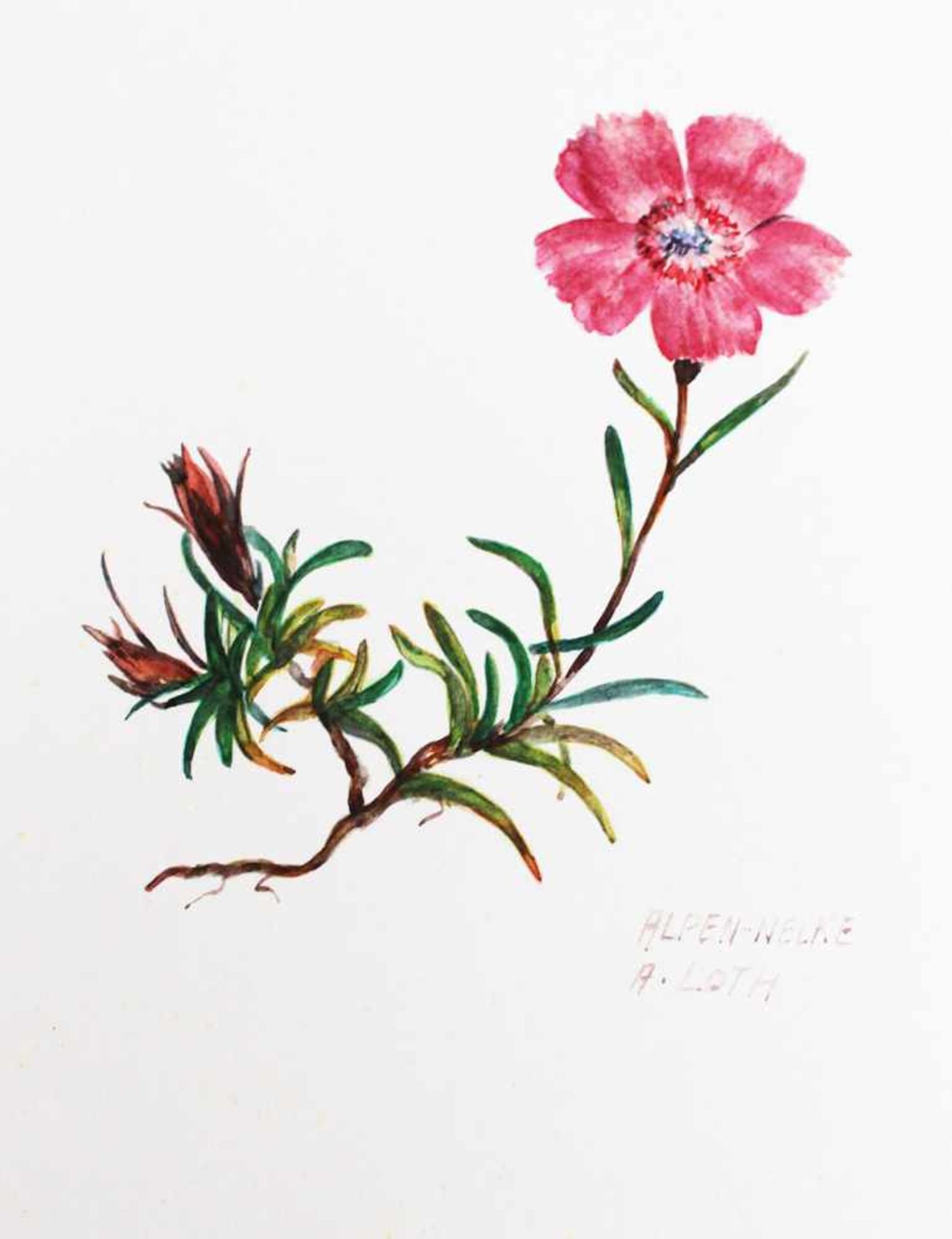 A. Loth, two flowers, two lithographs on paper.40 x 30 cmDieses Los wird in einer online-Auktion - Bild 3 aus 3