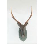 Austrian deer head