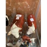 A COLLECTION OF BESWICK HEREFORD CATTLE CERAMIC MODELS TO INCLUDE BULL, COW AND CALF