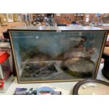 A LARGE GOOD QUALITY CASED TAXIDERMY PHEASANT DISPLAY