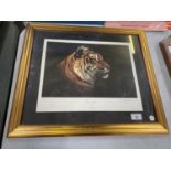 A FRAMED PICTURE OF A TIGER IN PROFILE 47/495 SIGNED BY PAUL JAMES
