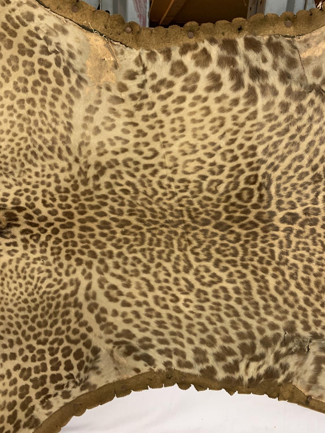 A VICTORIAN LEOPARD SKIN ON A BOARD - Image 5 of 6