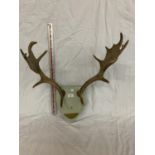 A SET OF ANTLERS ON A WOODEN PLINTH WITH BRASS PLAQUE STATING 'HOLWELL WORKS FIRE BRIGADE STATION