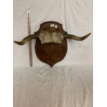 A SET OF HORNS ON A WOODEN PLAQUE
