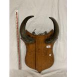 A SET OF HORNS ON A WOODEN PLAQUE