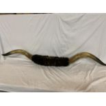 A TAXIDERMY SET OF BOVINE HORNS - WIDTH 180 CM