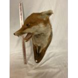 A TAXIDERMY FOX;S HEAD