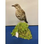 A TAXIDERMY MISTLE THRUSH