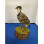 A TAXIDERMY PARTRIDGE