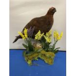 A TAXIDERMY RED GROUSE