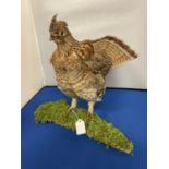 A TAXIDERMY WOOD GROUSE