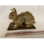 A TAXIDERMY RABBIT