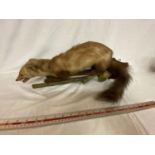 A TAXIDERMY PINE MARTEN