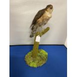 A TAXIDERMY FEMALE SPARROW HAWK