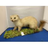 A TAXIDERMY PINE MARTEN