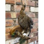 A TAXIDERMY FEMALE BLACK GROUSE