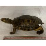 A TAXIDERMY TORTOISE