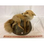 A TAXIDERMY FOX