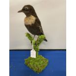 A TAXIDERMY RING OUZEL