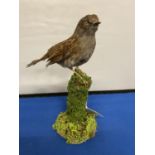 A TAXIDERMY DUNNOCK