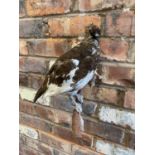 A TAXIDERMY MALE PTARMIGAN