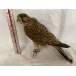 A TAXIDERMY KESTREL