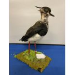 A TAXIDERMY LAPWING