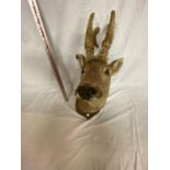 A TAXIDERMY DEER HEAD