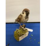 A TAXIDERMY TREE SPARROW