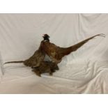 A TAXIDERMY PAIR OF RING NECK PHEASANTS