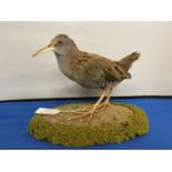 A TAXIDERMY WATER RAIL