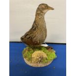 A TAXIDERMY CORNCRAKE