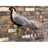 A TAXIDERMY SILVER PHEASANT