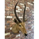 A TAXIDERMY COMMON ELAND ANTELOPE