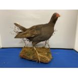 A TAXIDERMY MOORHEN