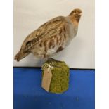 A TAXIDERMY GREY PARTRIDGE