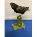 A TAXIDERMY STARLING