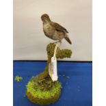 A TAXIDERMY NIGHTINGALE