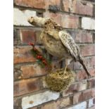 A TAXIDERMY FEMALE RING NECK PHEASANT