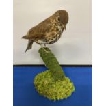 A TAXIDERMY SONG THRUSH