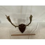 A TAXIDERMY PAIR OF ANTLERS