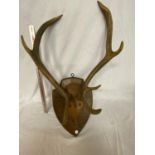 A TAXIDERMY PAIR OF ANTLERS