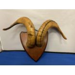 A TAXIDERMY PAIR OF HORNS