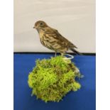 A TAXIDERMY MEADOW PIPIT