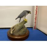 COLD PAINTED FALCON BRONZE FIGURE ON WOODEN PLINTH, 'MERLIN FINE ARTS LTD' TO UNDERSIDE