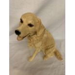 A LARGE ROYAL DOULTON GOLDEN RETRIEVER BEST OF BREED DOG FIGURE RDA 89 22CM